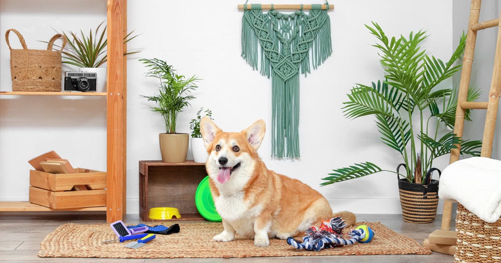 How To Organize Dog Toys For A Happy Home