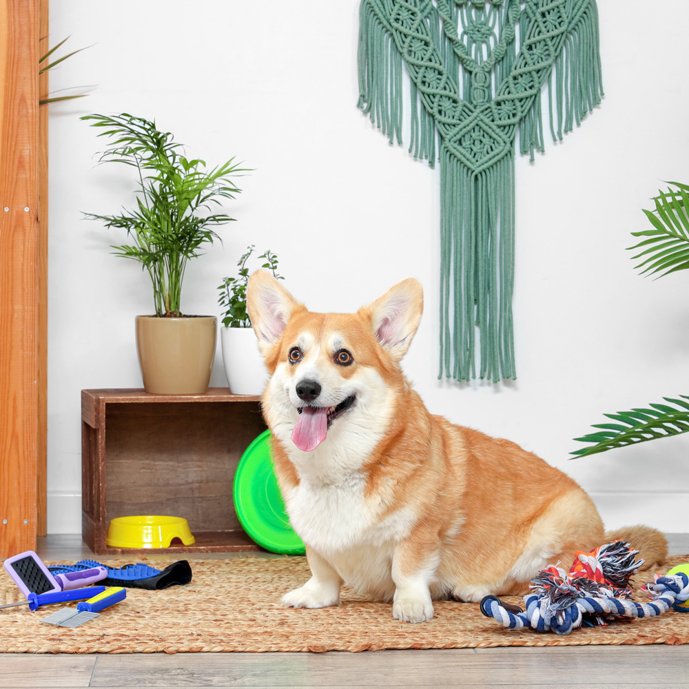How To Organize Dog Toys For A Happy Home