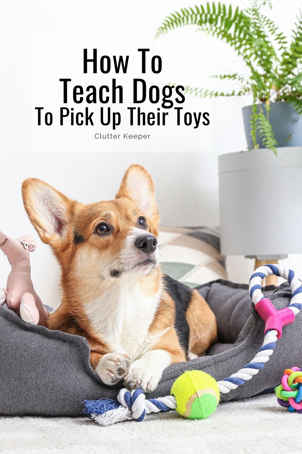 How to teach dogs to pick up their toys.